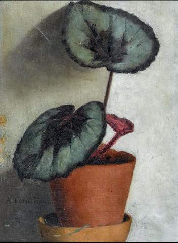Begonia Masoniana by 
																	Hans Emmenegger