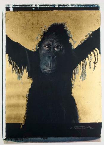 Gorilla by 
																	Werner Pawlok