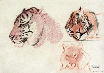Têtes de tigre - esquisse by 
																	Georges Feldkirchner