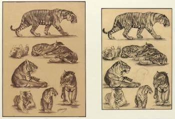 Etude de tigre by 
																	Georges Feldkirchner