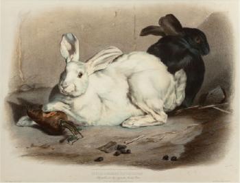 Les Lapins (Etudes d'Animaux d'Apres Nature) by 
																			Louis Emmanuel Soulange-Teissier