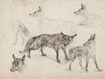 Studies of foxes by 
																	Jan Dasveldt