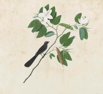 A white-throated fantail on a flowering branch of Bauhinia by 
																	Shaikh Zayn-al-din