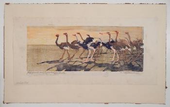 Ostriches by 
																			Elizabeth Consentius