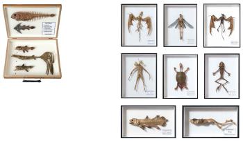 Dragon; Microid; Evil Beast; Merman; Coelacanth; Bull Frog; Drape Turtle; European Alraune; & Fishes Collection by 
																	Hajime Emoto