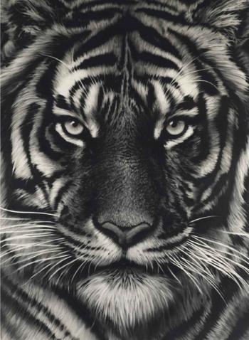 Untitled (Last Tiger) by 
																	Robert Longo