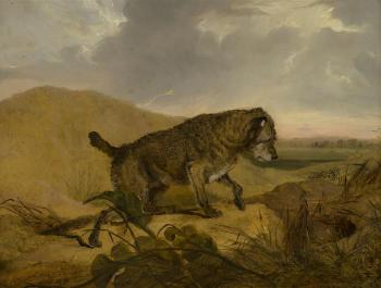 A Border Terrier rabbiting by 
																			Charles Hancock