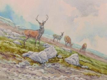 Deer on a Hillside by 
																			Brian Rawling