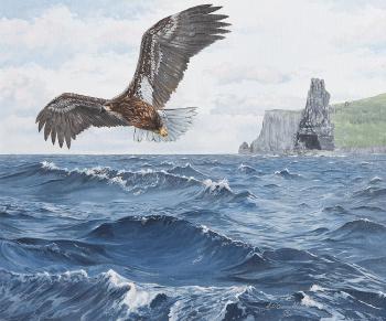 White Tailed Sea Eagle by 
																			Jason O'Ceannobhain