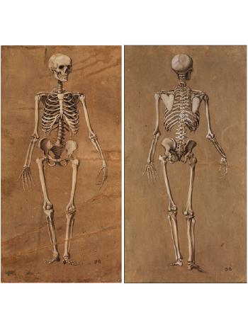 Ansicht eines Menschlichen Skeletts von vorne (1); Ansicht eines Menschlichen Skeletts von hinten (2) by 
																			 Monogrammist A B