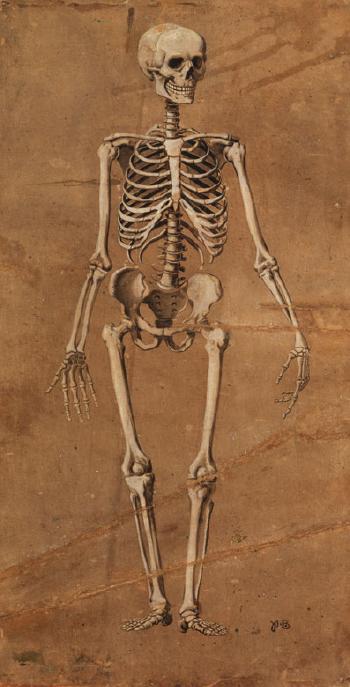 Ansicht eines Menschlichen Skeletts von vorne (1); Ansicht eines Menschlichen Skeletts von hinten (2) by 
																			 Monogrammist A B