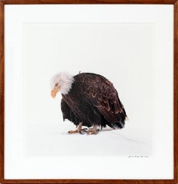 Bald eagle by 
																			James Balog