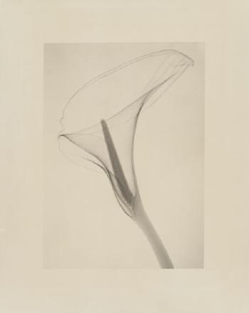 X-ray of a Lily by 
																			Dain L Tasker