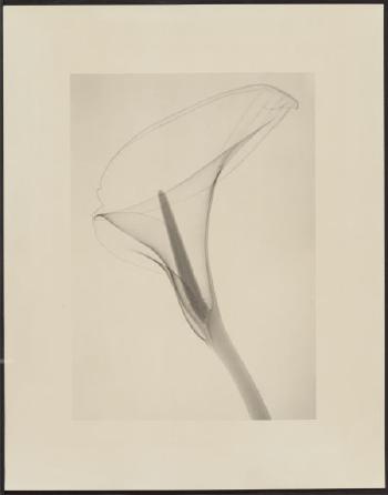 X-ray of a Lily by 
																			Dain L Tasker