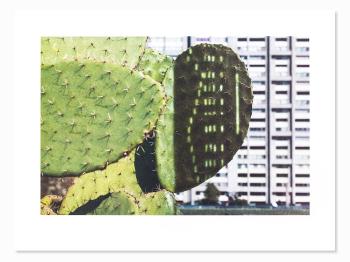 Cactus Score by 
																			Anri Sala