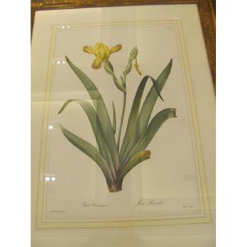 From Les Liliacées, Five Framed Botanical Works and a Framed Botanical By Bessa by 
																			Pierre Joseph Redoute