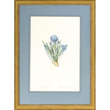 From Les Liliacées, Five Framed Botanical Works and a Framed Botanical By Bessa by 
																			Pierre Joseph Redoute