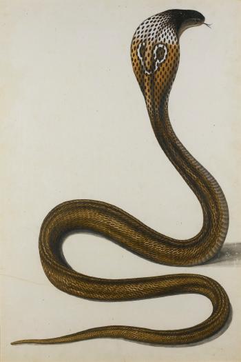 A Cobra Di Capello (Maja Tripudians) by 
																	Chunni Lal