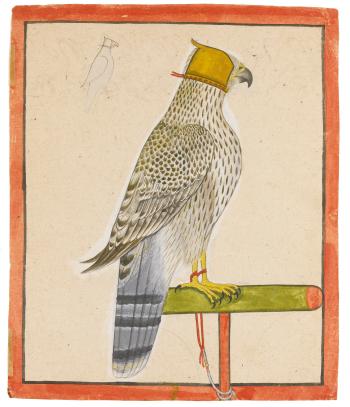 A Favourite Falcon of Raja Balwant Singh of Jasrota by 
																	 Nainsukh of Guler
