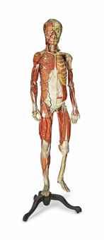 Anatomie Clastique of a Human Figure by 
																	Louis Thomas Jerome Auzoux