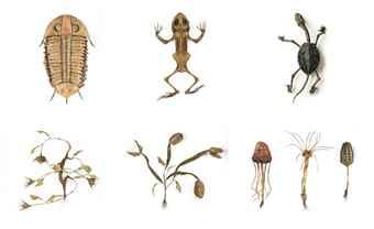 Endops Tergumspineus; Rana Guadriga; Dragon Turtle; Dionaea Monstrum; Dionaea Hydra; & Strange Mushrooms by 
																	Hajime Emoto