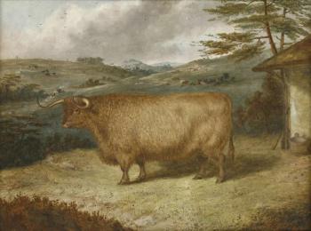 A highland steer by 
																			Richard Whitford