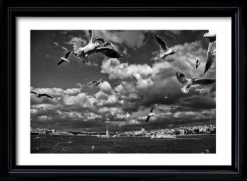 The Seagulls of Istanbul by 
																	Ozgur Cakir