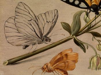 Stillleben mit Insekten und Akelei. Stillleben mit Insekten und Vergissmeinnicht by 
																			Jan van Kessel