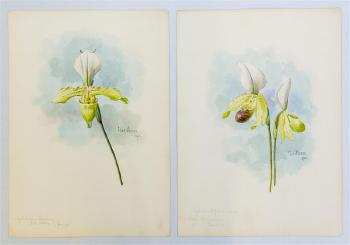 Orchids by 
																			Charles Storer