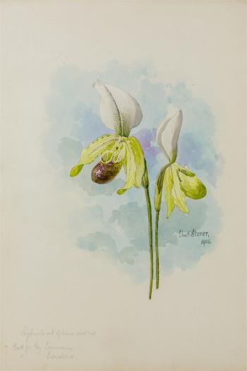 Orchids by 
																			Charles Storer