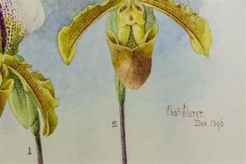 Two Orchids by 
																			Charles Storer