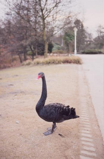 Senza titolo (Black swan) by 
																	Jitka Hanzlova