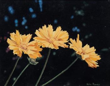 Coreopsis by 
																	Helen Rundell