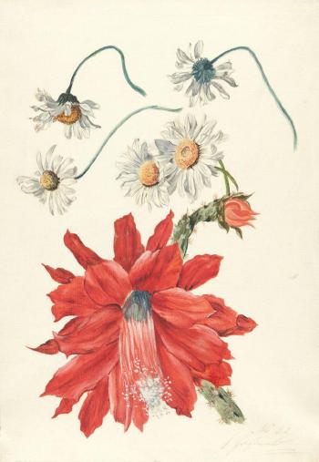 Fünf Margeriten mit roter Dahlie - Gänseblümchen mit Schneeglöckchen, Glockenblumen und einer Libelle by 
																			Sebastian Wegmayr