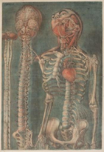 Squelette jusqu’au bassin de face de dos by 
																	Jacques Fabien Gautier d'Agoty