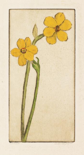 Narcissus; Thornapple; Eucalyptus Balls; and Carnations by 
																			Bertha Evelyn Jaques