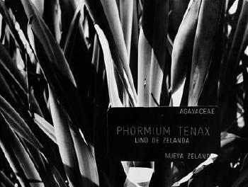Phormium Tenax by 
																	Robert Zahornicky