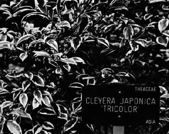Cleyera Japonica by 
																	Robert Zahornicky