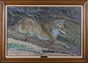 Coyote by 
																			John Lofgreen