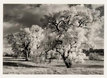 Cottonwood Trees No 5 Near La Cienaga, NM by 
																	Craig Varjabedian