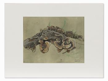 Tree Fungi by 
																			Franz Wacik