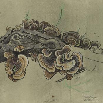 Tree Fungi by 
																			Franz Wacik
