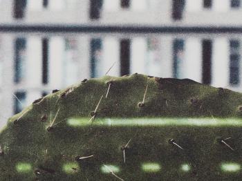 Cactus score by 
																			Anri Sala
