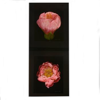 Paeonia; Illumination by 
																			David Leaser