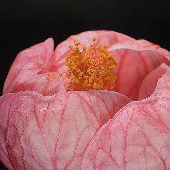 Paeonia; Illumination by 
																			David Leaser