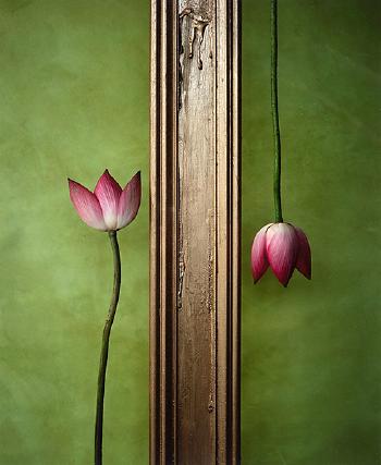 Lotus by 
																			Matsumoto Kuriya