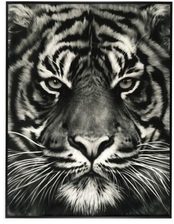 Untitled (Tiger Head, No. 8) by 
																	Robert Longo