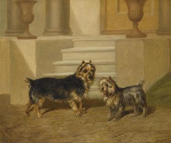 Yorkshire Terriers by 
																	Walter Harrowing