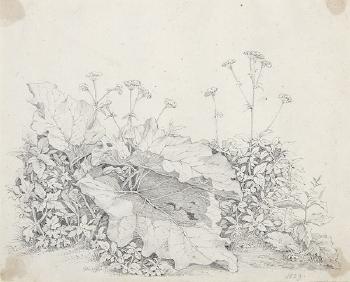 Pflanzenstudie mit Blattrosette der Großen Klette und blühende Pimpernelle by 
																	Carl Ludwig Frommel