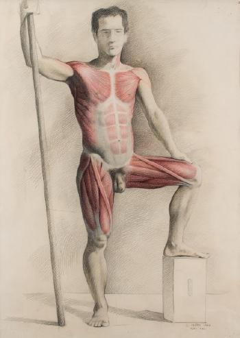Estudio anatómico by 
																	Guillermo Munoz Vera